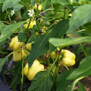 Čuvena “Moštranska paprika”, brend ili mit?