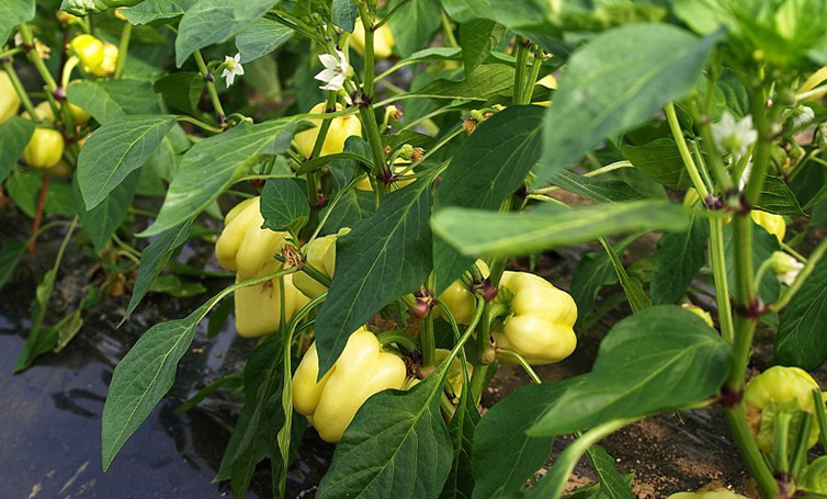 Čuvena “Moštranska paprika”, brend ili mit?