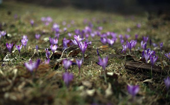 “Živi mirno. Cvjetovi će sami procvjetati.” – 25 Zen mudrosti za mir