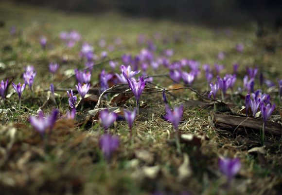 “Živi mirno. Cvjetovi će sami procvjetati.” – 25 Zen mudrosti za mir