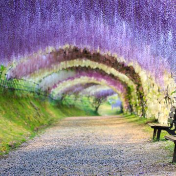 Kawachi Fuji Gardens: Nestvarno lijep i čaroban tunel od cvijeća u Japanu