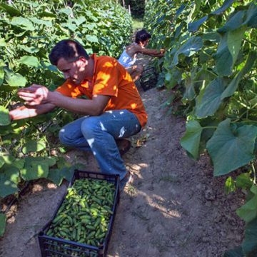 Proizvodnja kornišona na izdisaju, uzgajivači odustaju od posla