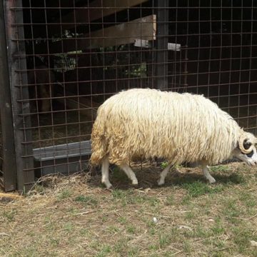 Oprez sa kupovinom kurbana: Tražite li svjedodžbu?