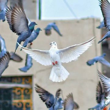 BITI ‘U SISTEMU’ NE ZNAČI IZGUBITI SLOBODU