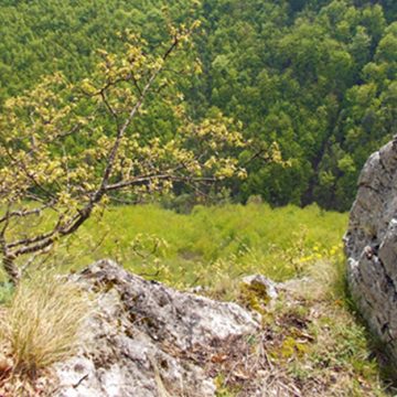 Seid Zimić: JEDNO SUNCE, A DVA ŽIVOTA