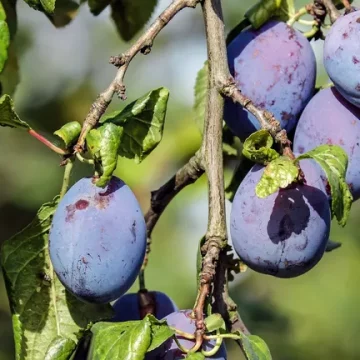 Odlični proljetni vremenski uslovi pogodovali kvalitetnom urodu šljive