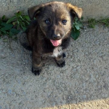 Pomozimo Volonterskom udruženju „Street paws“ Visoko