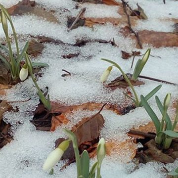 JANUARSKE VISIBABE U VISOKOM