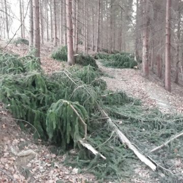 KAD SNIJEG POKIDA NOSAČE ŠIŠARKI-ŠIŠARIKA