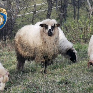 PREPORUKE za kupovinu i klanje životinja za Kurban-bajram