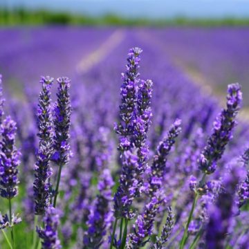 PREKRASNA BILJKA: Čudesna lavanda za dušu i tijelo